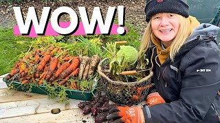 Autumn Abundance in my English Vegetable Garden  Huge November Harvest [upl. by Dwain978]