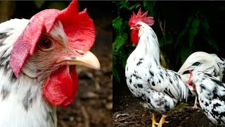 Exchequer Leghorn chickens  Piebald hens and roosters  Exchequer Hühner und Hahn [upl. by Criswell493]