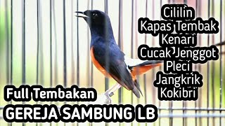 MASTERAN MURAI BATU FULL ISIAN TEMBAKAN CILILIN GEREJA SAMBUNG LOVEBIRD KENARI JENGGOT KAPAS TEMBAK [upl. by Lamp]