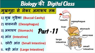 11Digestion System IntestineStomachBuccal CAvity Biology by Nitin Sir Study 91 [upl. by Lipski821]