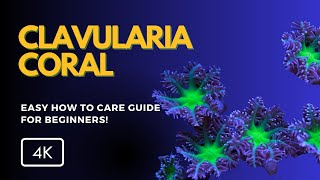 All About Clavularia Coral Clavularia spp Care Growth and Tips for Your Reef Tank [upl. by Nonnelg]