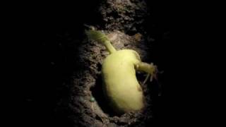 Timelapse Phaseolus Runner Bean Hypogeal germination [upl. by Sorel181]