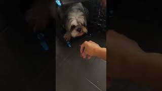 Moira e Francesco indo no pet mundoshihtzu pets filhos angelitossanos [upl. by Darbee]