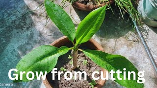 how to successful cuttings of plumeria plant gardening [upl. by Walke]