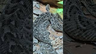 Vipers snakes 🐍 burjkhalifa dubaisafari shortvideo snakevideo shorts short video dolphinshow [upl. by Westhead]