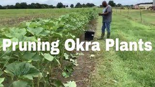 Pruning Our Okra Plants [upl. by Olinde]