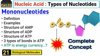 Mononucleotides  AMP ADP and ATP  Structure and Function  Types of Nucleotides [upl. by Jd]