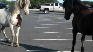 Horse Fight in Assateague MD [upl. by Nohpets]