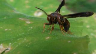 Wasp Mimic Clearwing Moth [upl. by Burkhard592]