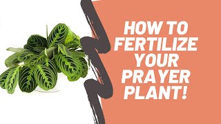 How to Properly Fertilize a Prayer Plant  Maranta amp Calathea [upl. by Neffirg464]