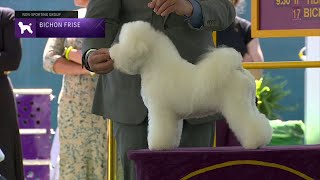 Bichons Frises  Breed Judging 2023 [upl. by Ecadnarb]