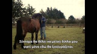 Starting with Natural Horsemanship  Exercises Part 1 [upl. by Ecnatsnoc]