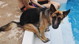 Dogs who fail at being dogs in 10 minutes 😁 Best Funniest Animal Videos [upl. by Ransome96]