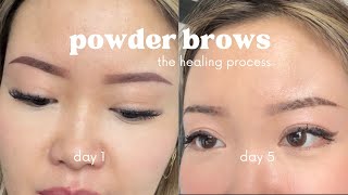 ombre powder brows healing process  5 weeks [upl. by Sibylla]