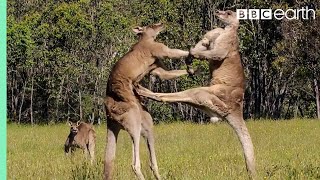 Kangaroo Boxing Fight  Life Story  BBC Earth [upl. by Phylys]