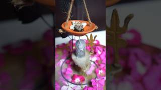 Waste Rangoli Flower Back Flow Dhoop 🌼🌸 shorts diy ytshorts craft homedecor CreativeShriya [upl. by Maibach21]