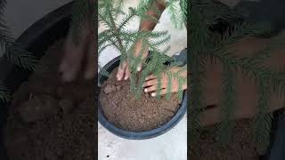 Gardening ways Transplanting Araucaria plant ☘️ plants [upl. by Chev]