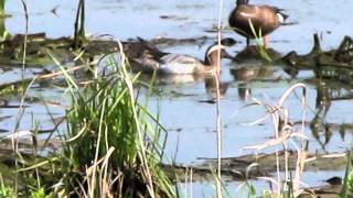 Garganey  Anas querquedula  Hamilton County Ohio USA [upl. by Eiruam]