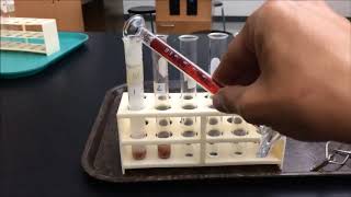 Liver and Catalase makeup lab video [upl. by Annail]