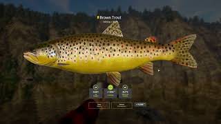 RF4  Belaya River Active Spot  Trophy Brown Trout 3062024 [upl. by Cappella]