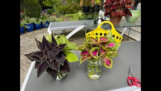 An Important Tip for Taking Coleus Cuttings [upl. by Pry233]