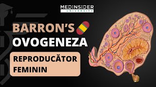 BARRONS  Ovogeneza │ ADMITERE MEDICINA [upl. by Atiner]