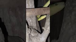 color resembling leaves snake poisonoussnake greensnake [upl. by Yzeerb298]