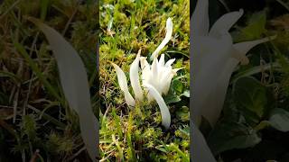 Clavaria White Spindles [upl. by Mayeda]