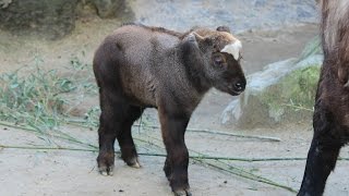 Mishmitakin kalfjes  Mishmi takin calves  ZOO Antwerpen [upl. by Padegs696]