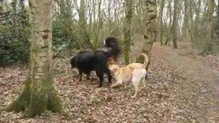 Roxie en Haylie met verliefde reu 2732010wmv [upl. by Adnala]