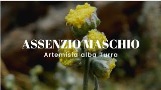 ASSENZIO BIANCO  ASSENZIO MASCHIO  Artemisia alba Turra Asteraceae [upl. by Son696]