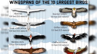 Top 10 Modern Birds With Largest Wingspans [upl. by Ursuline]