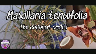 🍀 Maxillaria tenuifolia  Care tips and repotting Carecollab [upl. by Lancaster]