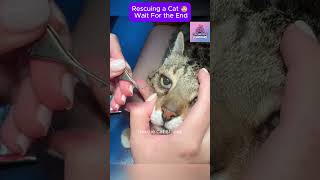 Rescue cat 😥 Wait For the end CatRescue RescueCat [upl. by Ninon]