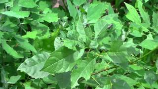 Leaf cutter bee [upl. by Terra]