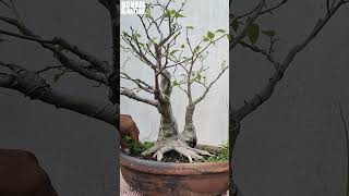 Ficus Rumphii twin trank Bonsai shorts bonsai bonsaitree [upl. by Sedrul]