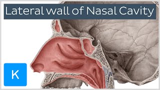 Lateral wall of nasal cavity bones cartilages and mucosa preview  Anatomy  Kenhub [upl. by Zoe]