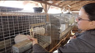 The BREEDING Process An InDepth Lesson Raising Rabbits for Meat [upl. by Nwahc]