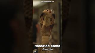 😅🐍 Cheeky Monocled Cobra smiling for the camera 🐍😅 snake venomous cobra [upl. by Ilohcin327]