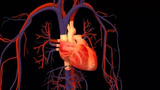 3D Heart Animation [upl. by Annoek]