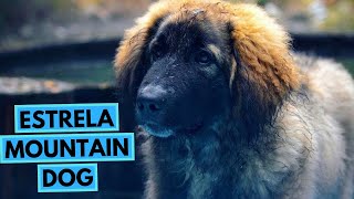 Estrela Mountain Dog  TOP 10 Interesting Facts [upl. by Leonardi748]