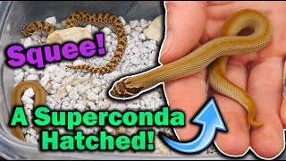 Adorable Baby Hognose Snakes Hatching Omnomlettes Last Babies [upl. by Kcod102]