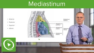 Mediastinum Lungs mediastinum and cardiac valves – Anatomy  Lecturio [upl. by Shena137]