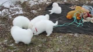 Samoyed Puppies For Sale [upl. by Fae]