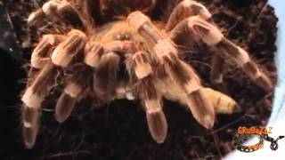 Acanthoscurria geniculata L10 attacking worms [upl. by Schlesinger273]