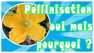 TUTO Comment polliniser la courgette [upl. by Zalea435]