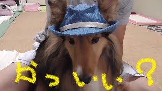 【可愛いシェルティ】帽子に慣れよう。Cute SheltieLets get used to the hat [upl. by Hsina]