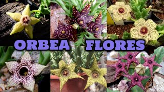 35 ESPÉCIES DE ORBEA COM FLORES PARA IDENTIFICAÇÃO [upl. by Albie733]