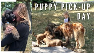 Leonberger Puppy  Picking up Puppy from Breeder [upl. by Lily400]