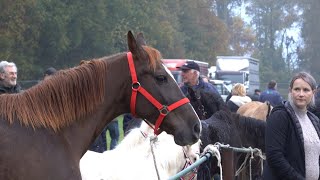 PAARDENMARKT LOTTUM 2024 Part 2 [upl. by Shiroma]